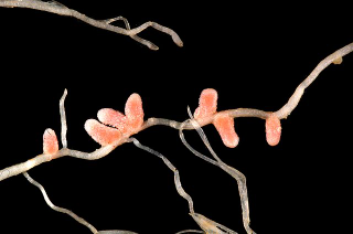 Illustration for article titled 4 Ways Tiny Microbes Changed Life on Earth Forever